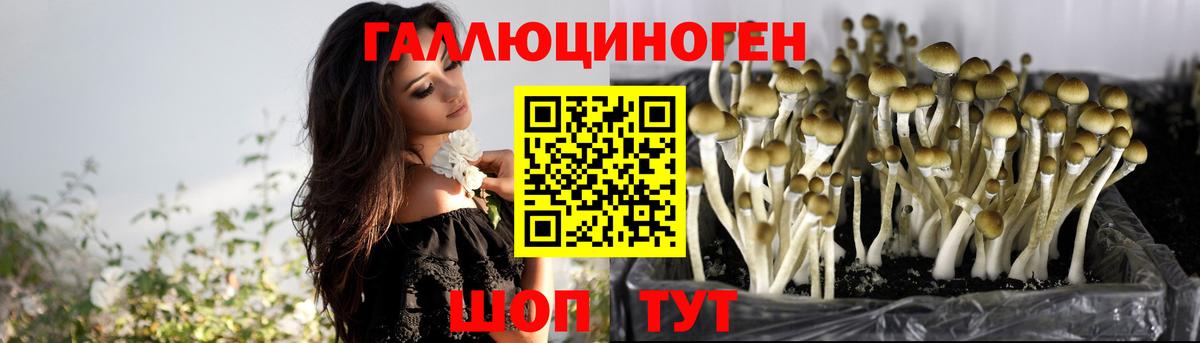 Усть-Илимск  наркошоп  Вход с VPN  Псилоцибиновые грибы Cubensis 